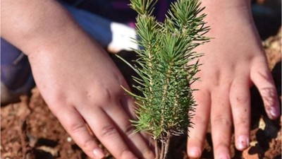 Türkiye 21 Yılda 7 Milyar Fidanı Toprakla Buluşturdu