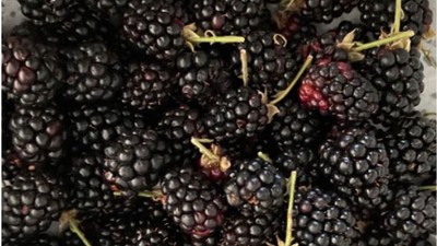Balıkesir'de Doğal Antibiyotik!