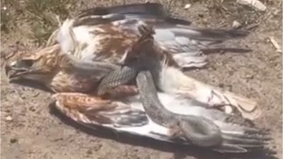 Talihsiz kartal, yılanın avı oldu