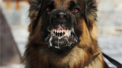 Son 5 Yılda Türkiye’de Kuduz Karantinaları