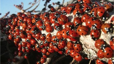 Bu Böceklerin Yolculuğu Balıkesir'den Uludaz Tepesi'ne Uzanıyor