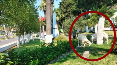 Ayvalık'ta Keçi Grubu Yolları Tıkıyor