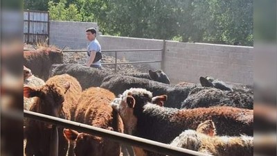 Balıkesir'de İthal Sığırlar Yerel Üretime Kazandırılıyor