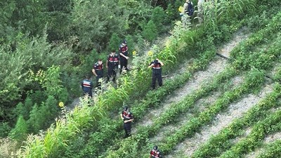Balıkesir'de Yasadışı Kenevir Ekimi Operasyonu
