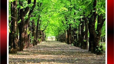 Büyükşehir Belediyesi Gündoğan Korusu İçin İhaleye Çıkıyor