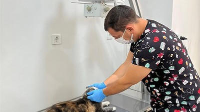 Balıkesir'de Duyarlı Vatandaş Hasta Kedinin Hayatını Kurtardı