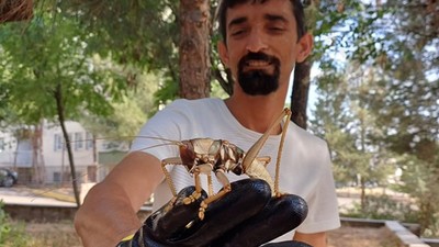 Ekosistemin Sessiz Kahramanı 'Saga ephippigera'