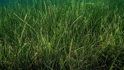 Erdek'te Deniz Çayırları Çalıştayı ve Sahil Temizliği
