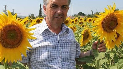 Manyas'ta Ayçiçeği Üreticisini Kuraklık Vurdu
