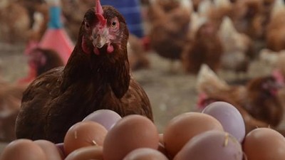 Mayıs 2024 Kümes Hayvancılığı Üretimi Verileri