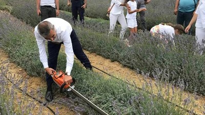 Paşalimanı Adası’nda Lavanta Hasat Şenliği