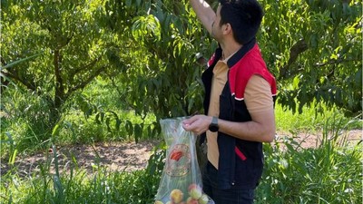 Şeftali Numuneleri Alındı