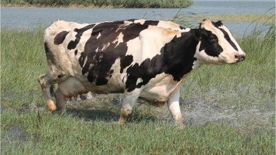 Sıcaktan Bunalan İnekler Gölde Serinliyor