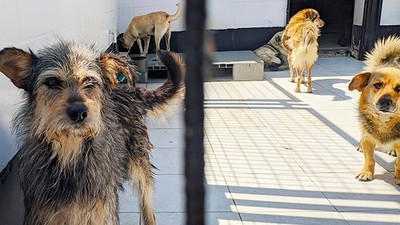 Tarım ve Orman Müdürlüğünden Hayvan Barınağını Denetimi