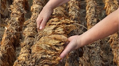 Tütün Sektörü 2024 Yılında İhracat Rekoruna Koşuyor