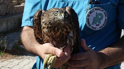 Yaralı Kızıl Şahin Doğaya Döndü