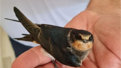 Yavru Kırlangıç Edremit'in Gözdesi Oldu