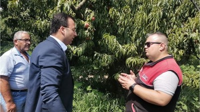 Yeni Kaymakam Şeftali Hasadında
