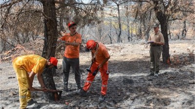 Balıkesir'de Yanan Alanlar Tekrar Yeşilleniyor!