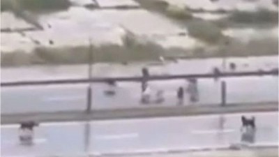Başıboş Sokak Köpeklerinin Saldırısından Böyle Kurtuldu!