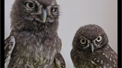 Bakanlık Kukumav kuşlarına isim arıyor!