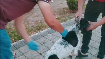 Havran'da Av Köpeklerine Toplu Kuduz Aşısı