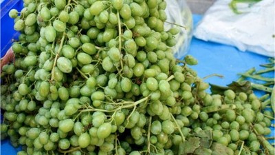 Balıkesir’de Koruk Kullanımı