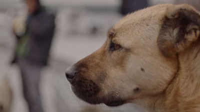 Köpeğini Terk Edene Dudak Uçuklatan Para Cezası