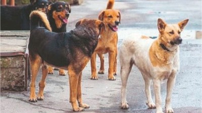 Sokak Köpekleri Düzenlemesi Tamamlandı