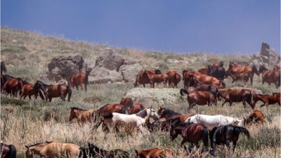 Balıkesir'in Doğasında Başıboş Kalan Atlar