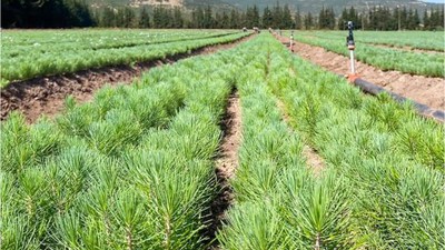 Fidanlık Düğmeye Bastı! Balıkesir Yeşerecek