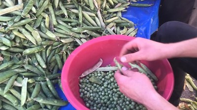 Balıkesir’de Bezelyenin Lezzetli Yolculuğu