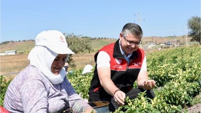 Biberiye Tarlalarında Hasat Zamanı