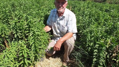 Burhaniye, Stevia Üretim Merkezi Haline Geldi