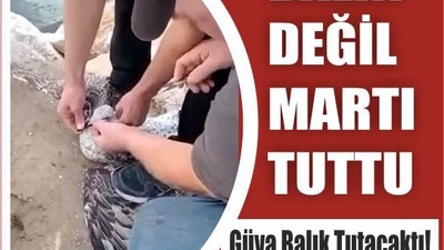 Oltasına Balık Değil Martı Takıldı!
