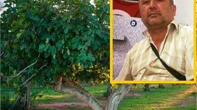 İncir Ağacı Sonu Oldu