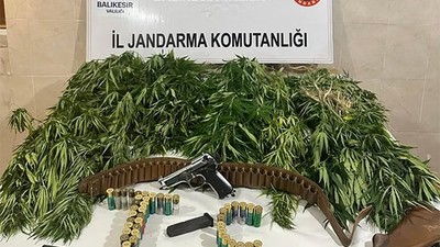 Savaştepe’de 73 kök Hint Keneviri ele geçirildi