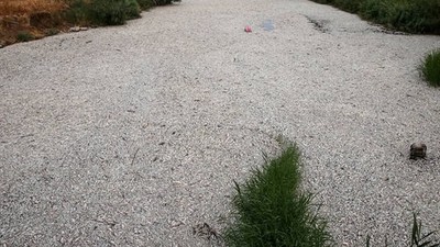 Yunanistan'da Volos Kentinde Ekolojik Felaket