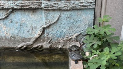 Erdek'te Süs Havuzu İtalya'yı Aratmıyor