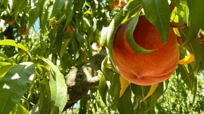 Kepsut’un Şeftali Güzelini Arayacak