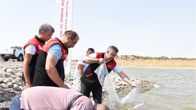 Canlı Canlı Balıkesir Sularına Bıraktılar!