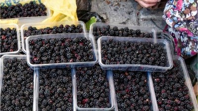 Havran'ın Karadutları İlgi Görüyor