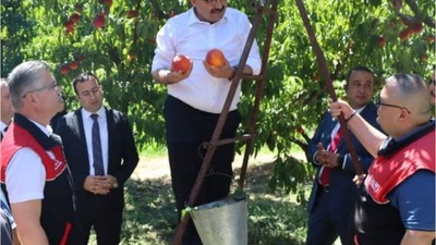 Kepsut'ta Şeftali Hasadı Başladı
