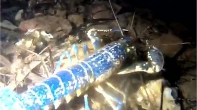 Dünya Çapında 200 Milyonda Bir: Ayvalık’ta Keşfedildi!