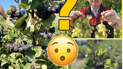 Üzüme Benziyor Ama Değil! İlk Hasadı Yapıldı