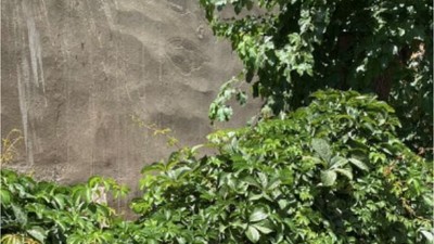 Balıkesir'in Duvarları Yeşil Örtüyle Kaplı