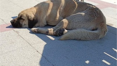 Balıkesir’de Sokak Köpekleri Sorunu Büyüyor
