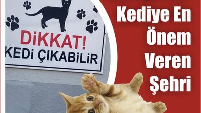Kediye En Önem Veren Şehir Şaşırttı
