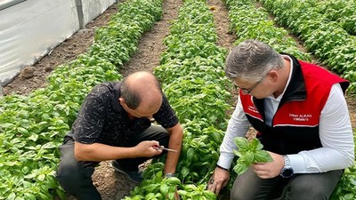 Balıkesir’de Fesleğen Hasadı Başladı