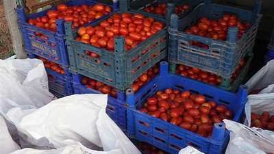 Domates Üreticisinden Büyükşehir’e Anlamlı Bağış
